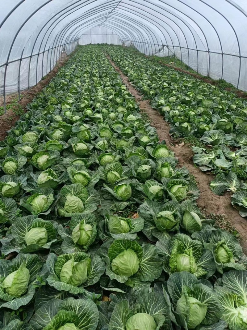 【精选】江苏徐州包菜铁头甘蓝大头菜有机甘蓝视频看货