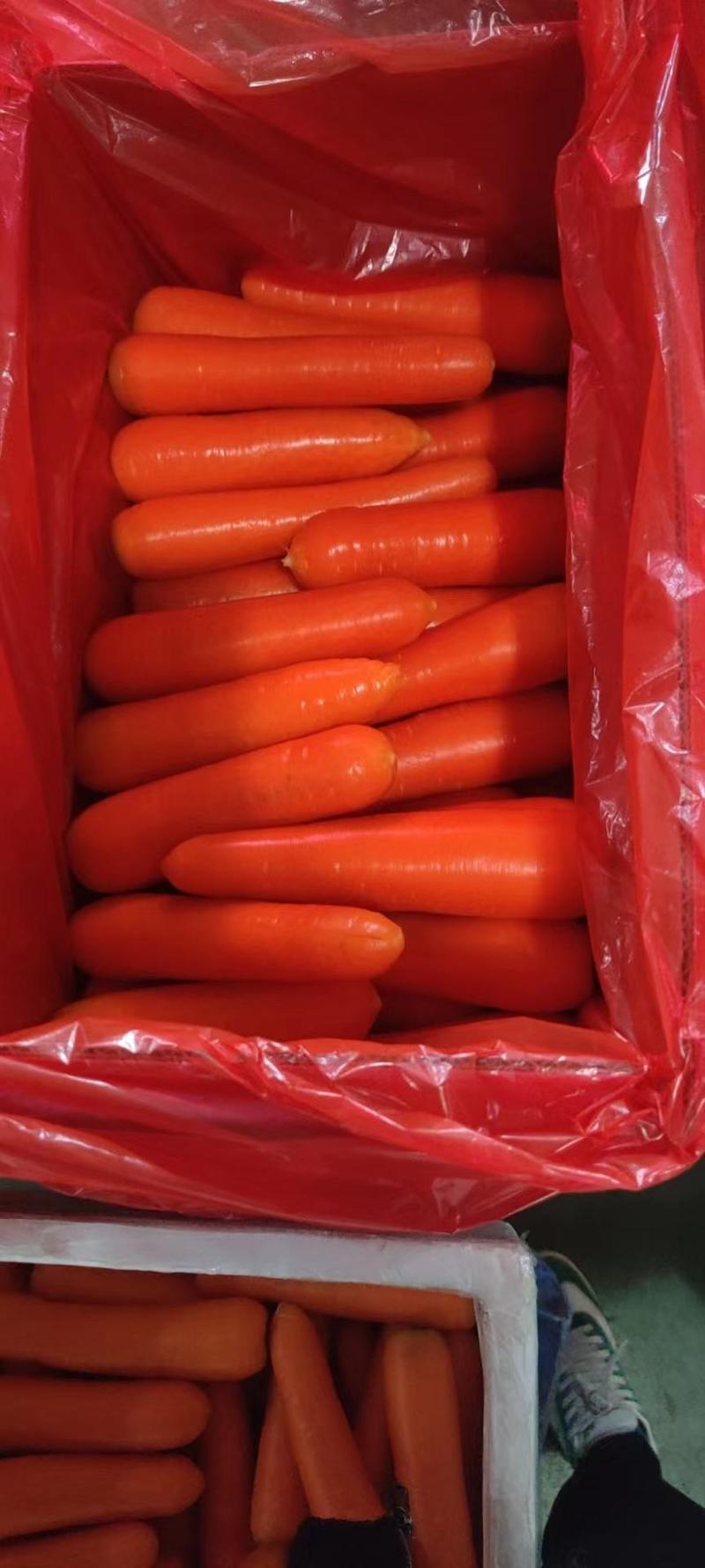 【优选】胡萝卜精品三红萝卜各种规格按需包装直供电商