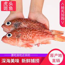 红石斑鱼头斑宝鱼红鱼海鱼新鲜海鱼石斑鱼肉嫩大眼鱼