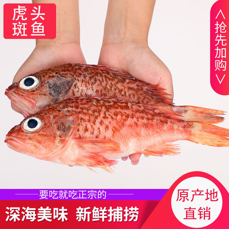 红石斑鱼头斑宝鱼红鱼海鱼新鲜海鱼石斑鱼肉嫩大眼鱼