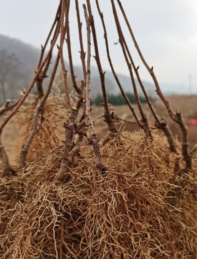 【精品】五味子当年苗，辽宁本溪桓仁县贵龙苗圃直售，量大！