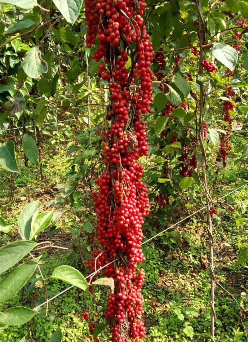【精品】五味子当年苗，辽宁本溪桓仁县贵龙苗圃直售，量大！