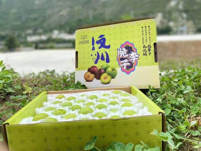 汶川高山脱骨青脆李