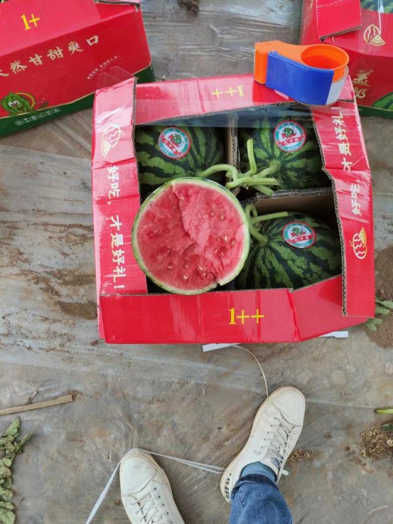 甘肃西瓜无籽美都麒麟西瓜口感好皮薄支持视频