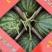 甘肃西瓜无籽美都麒麟西瓜口感好皮薄支持视频