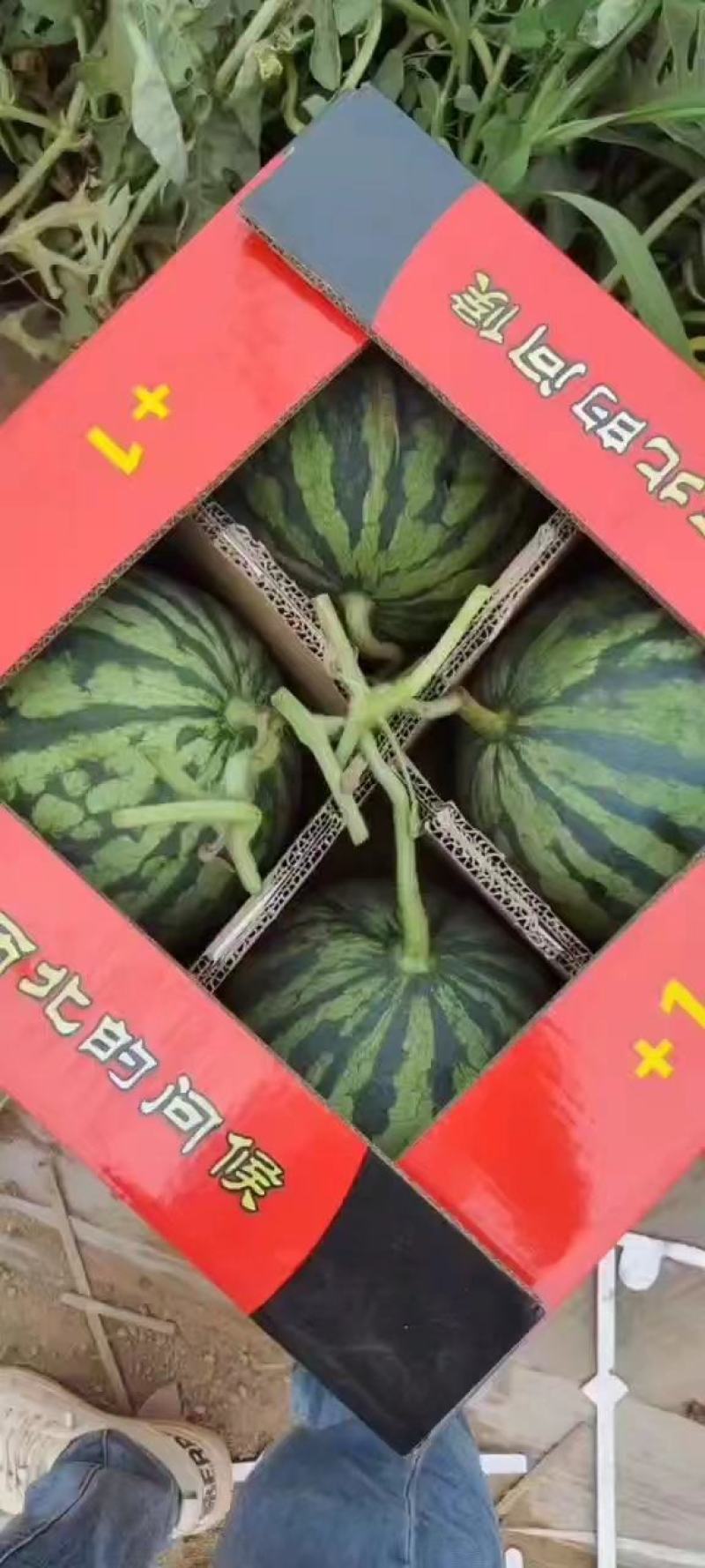 甘肃西瓜无籽美都麒麟西瓜口感好皮薄支持视频
