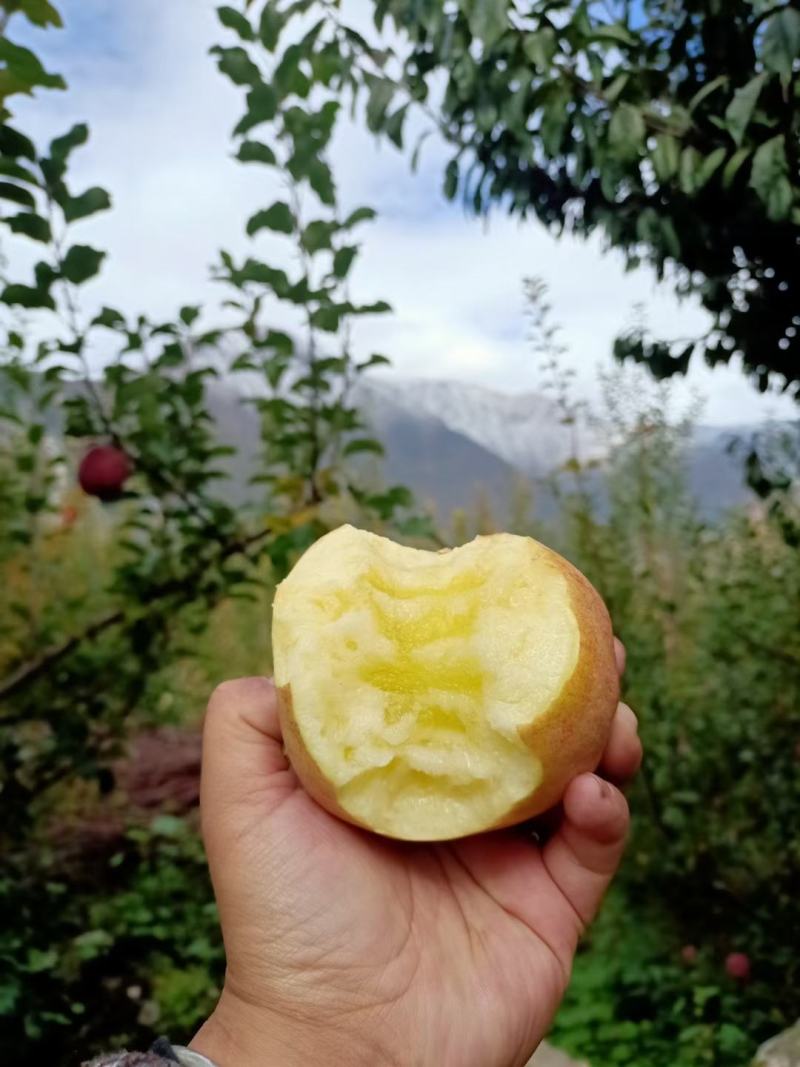 汶川高山糖心苹果