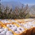 汶川高山糖心苹果