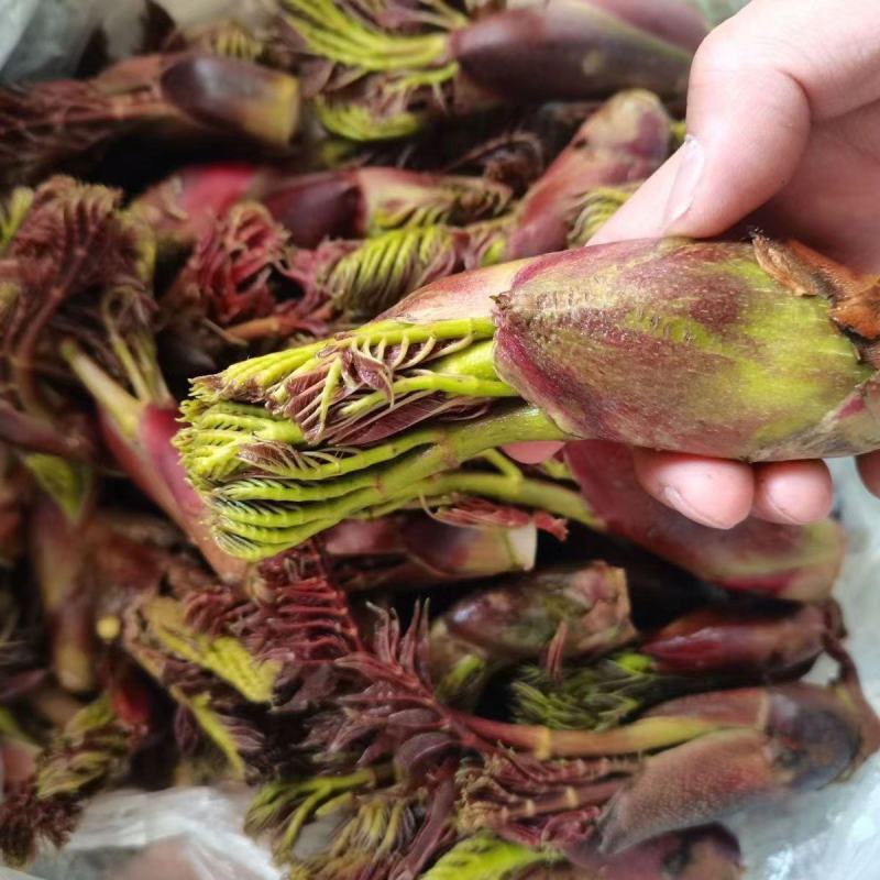 【精品】刺嫩芽当年苗，根系发达，辽宁本溪桓仁县贵龙苗圃！