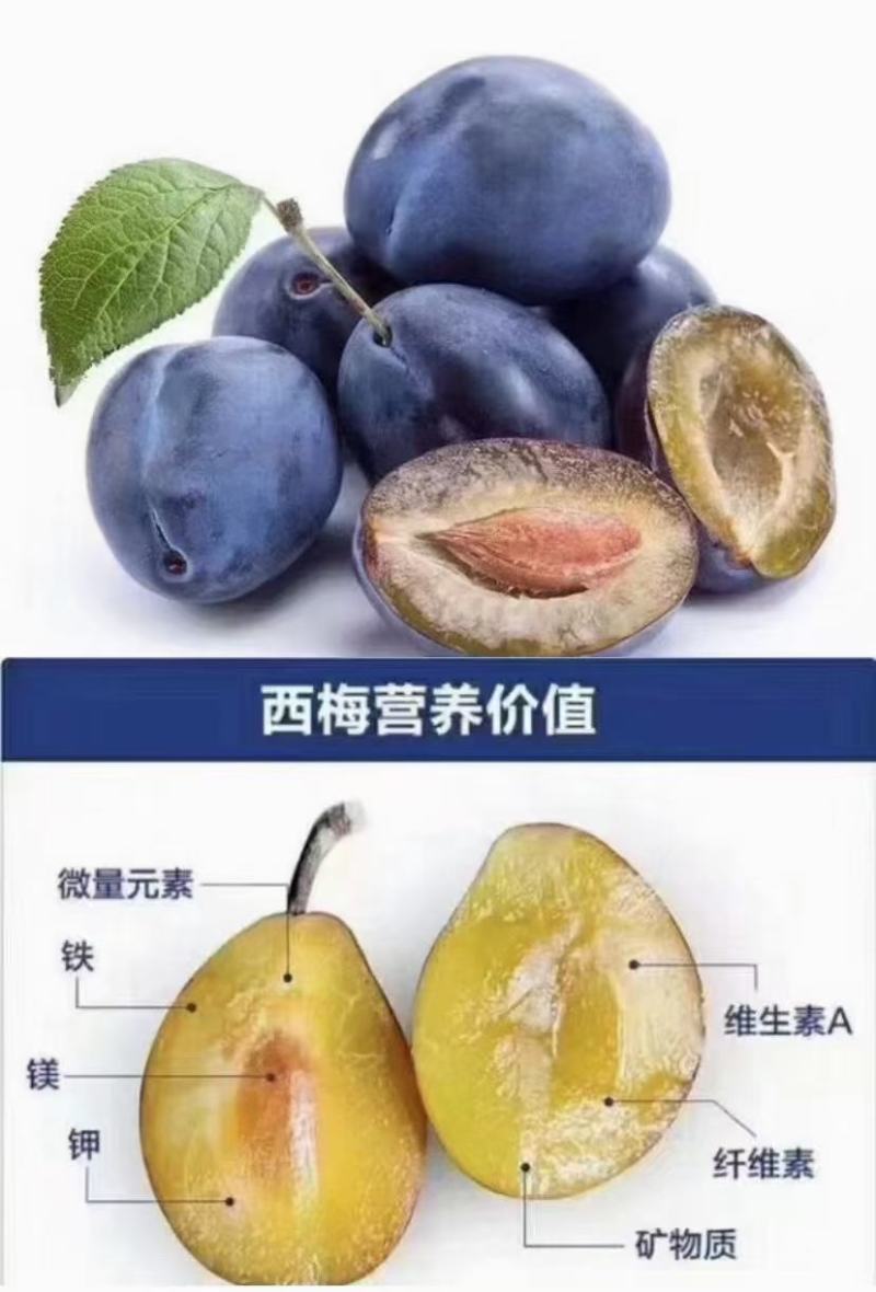 汶川高山西梅