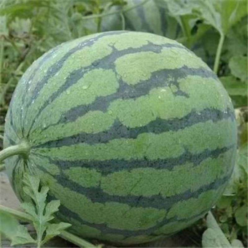 沙壤西瓜苗墨绿花皮西瓜苗免费技术指导嫁接苗包回收