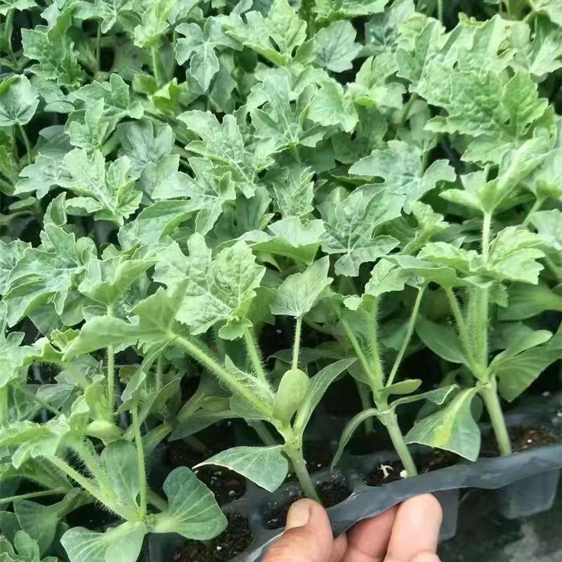 沙壤西瓜苗墨绿花皮西瓜苗免费技术指导嫁接苗包回收