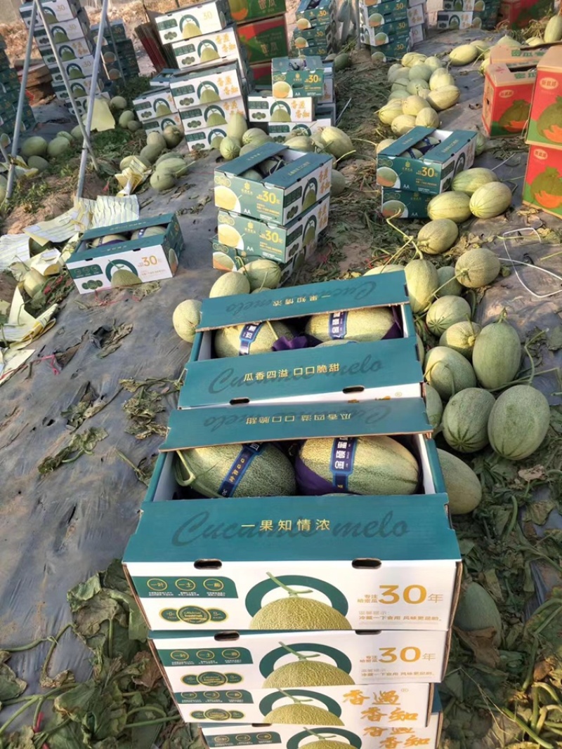 海南热带哈密瓜