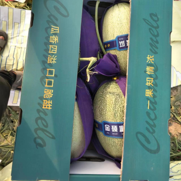 海南热带哈密瓜