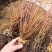 【精品】秋火焰红枫，辽宁本溪桓仁县贵龙苗圃直售，量大从优