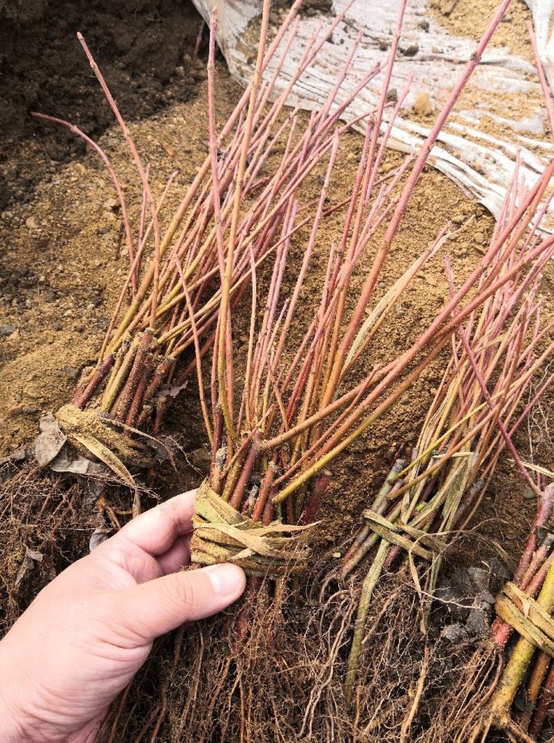 【精品】秋火焰红枫，辽宁本溪桓仁县贵龙苗圃直售，量大从优