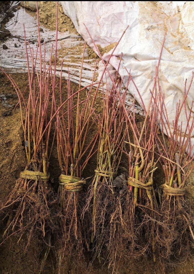 【精品】秋火焰红枫，辽宁本溪桓仁县贵龙苗圃直售，量大从优