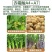 嘉采10%赤霉酸A4+A7苹果树调节生长促进果实生长增加