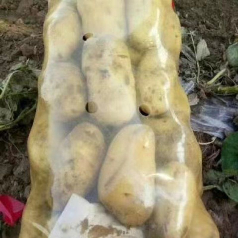 【实力】土豆黄心土豆V7.，沃土。西森6.产地现货，