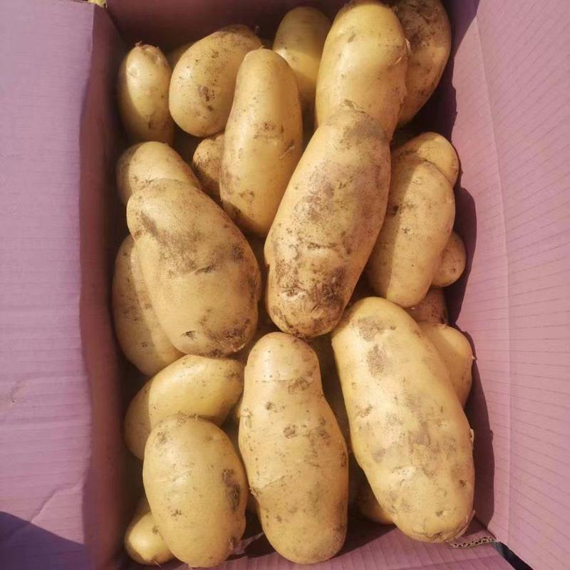 【实力】土豆黄心土豆大量上市，质量保证。产地现货