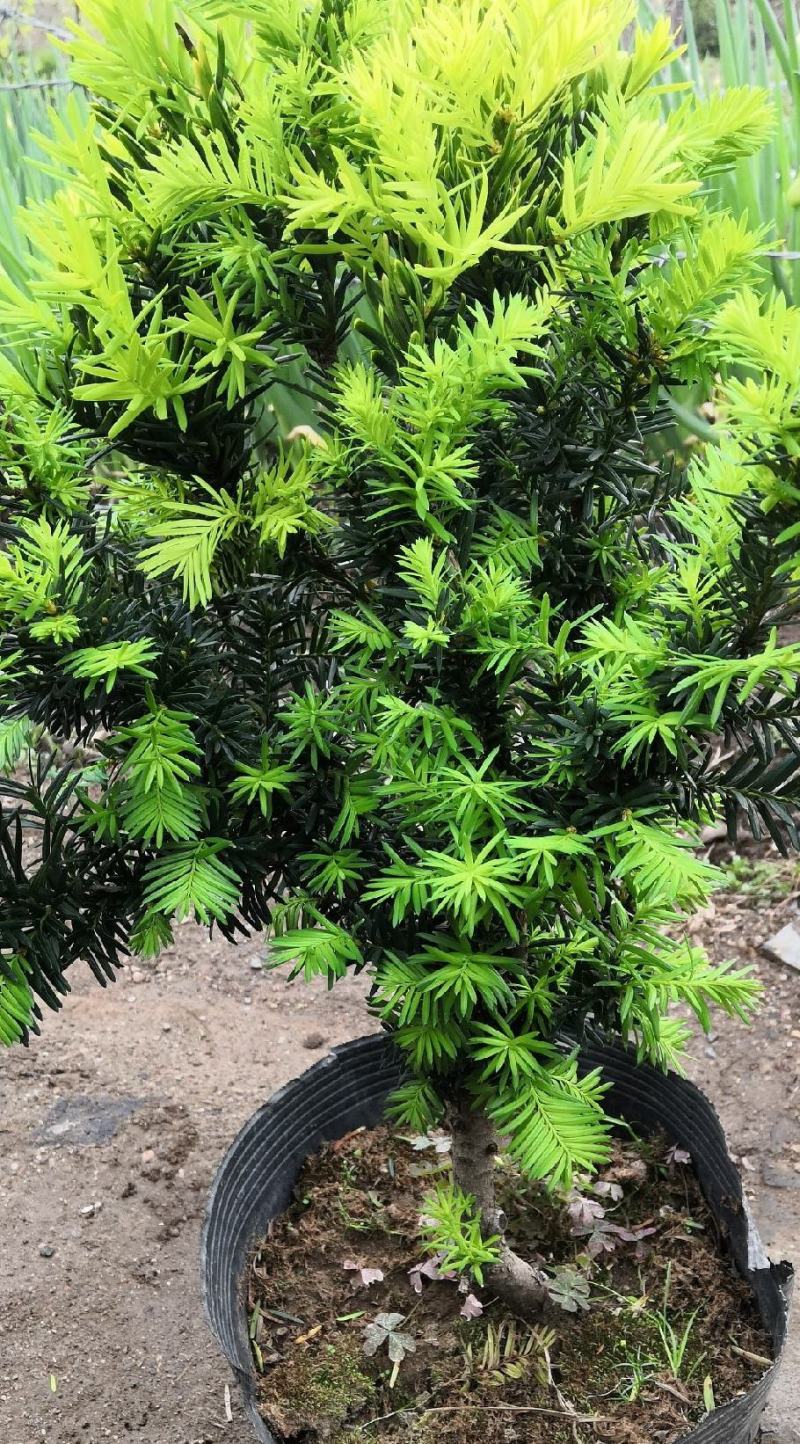 【精品】红豆杉辽宁本溪桓仁县贵龙苗圃直售，量大从优！！！
