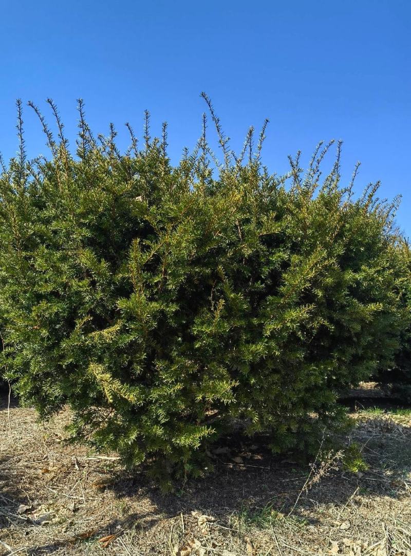 【精品】红豆杉辽宁本溪桓仁县贵龙苗圃直售，量大从优！！！
