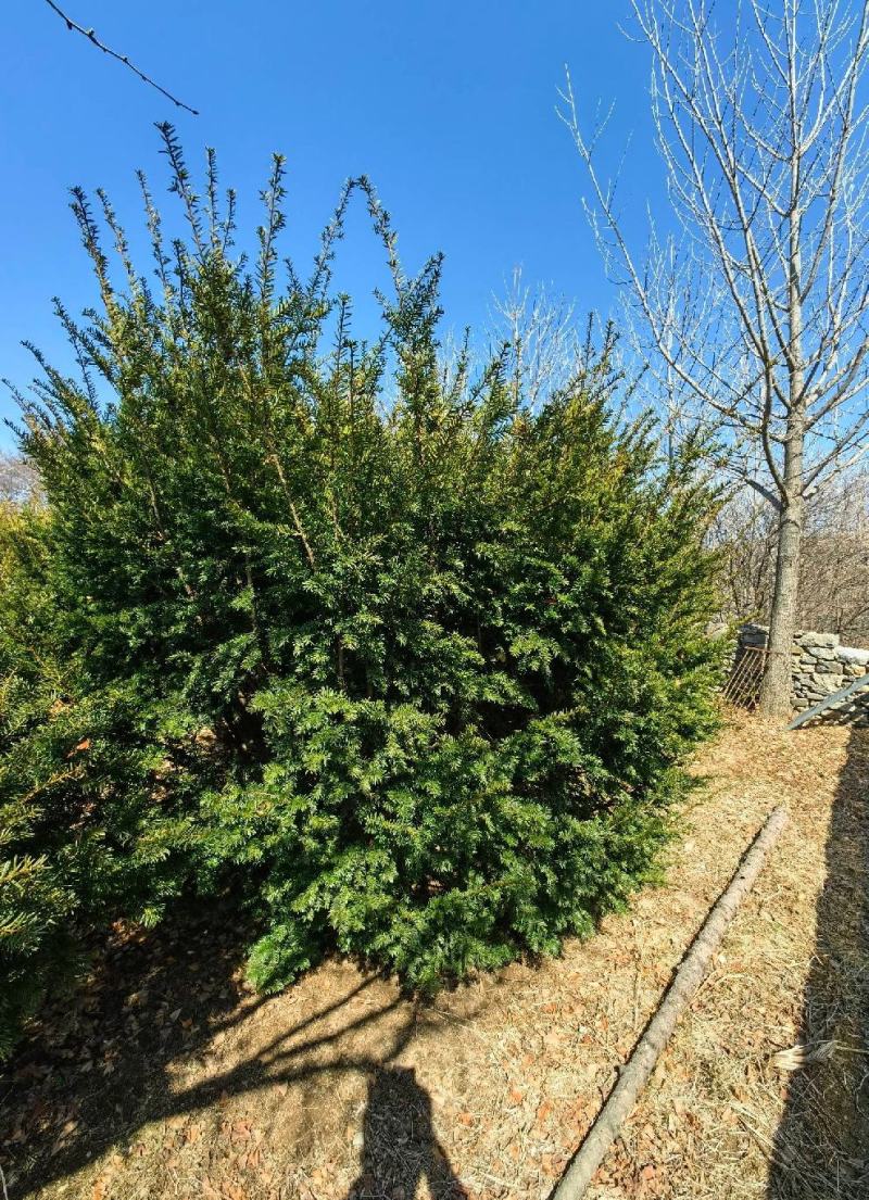 【精品】红豆杉辽宁本溪桓仁县贵龙苗圃直售，量大从优！！！