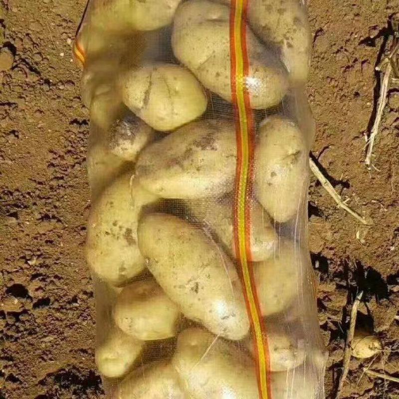 沃土，亿亩田黄皮黄心。大量上市基地直发