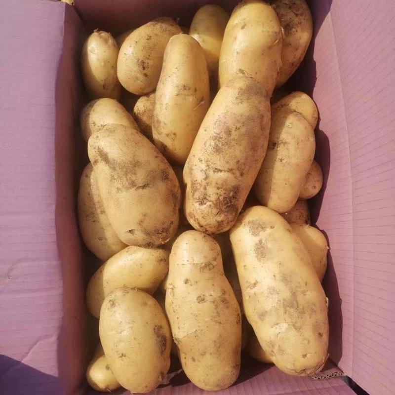 【实力】土豆沃土5号大量上市，质量保证。产地现货