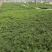 波斯菊耐寒颜色鲜艳花海公园花镜伟荣花卉宿根地被