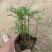 波斯菊耐寒颜色鲜艳花海公园花镜伟荣花卉宿根地被