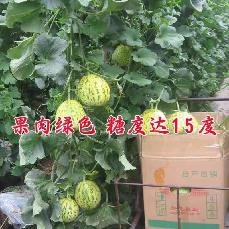 春蕾一号甜瓜种子一代杂交种子果肉绿色亩产4500公斤