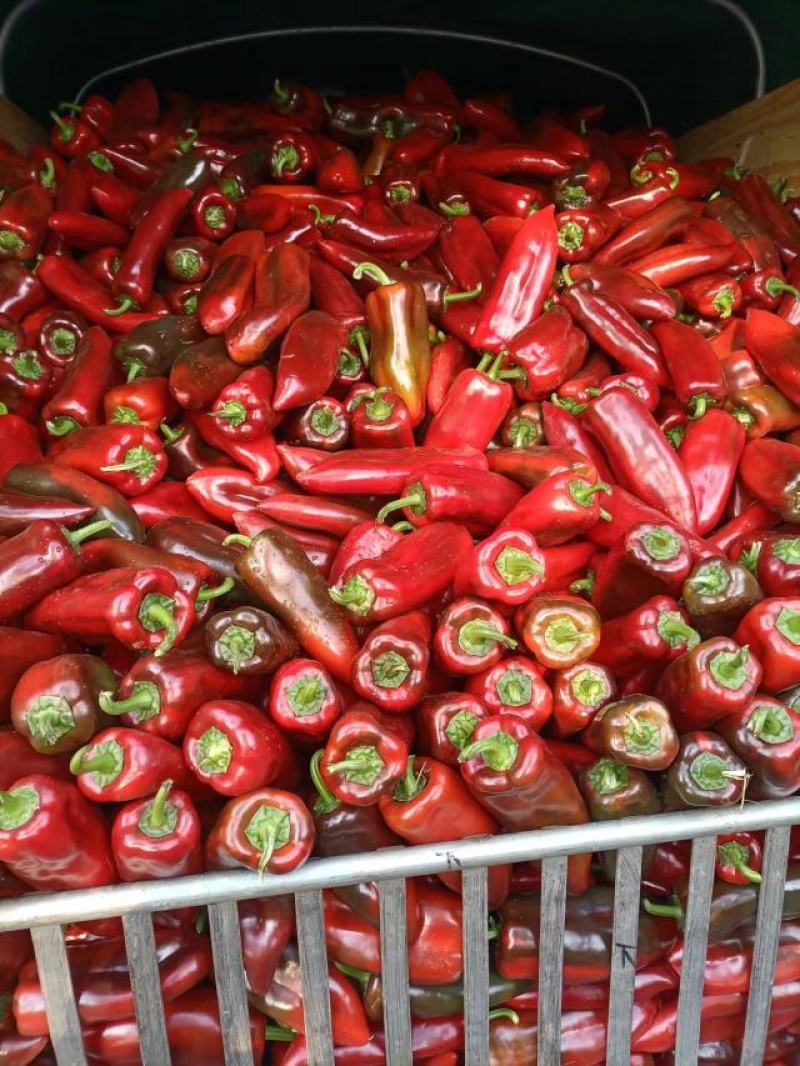 蔬菜以下产品均有货