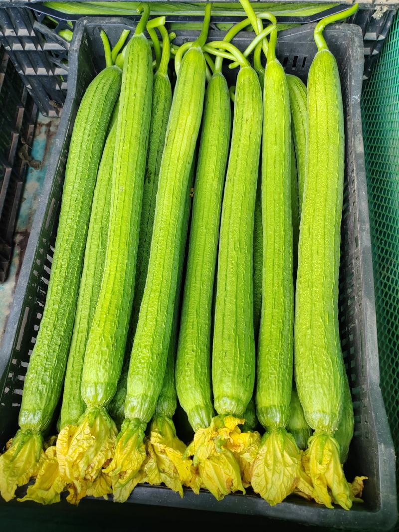 蔬菜以下产品均有货