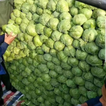 山东鲁南蔬菜精品甘蓝/质量保证/产地直销