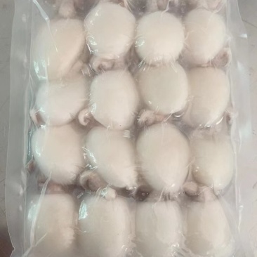 墨鱼仔，酒店排挡美食城，厂家直供，量大可议价，欢迎致电