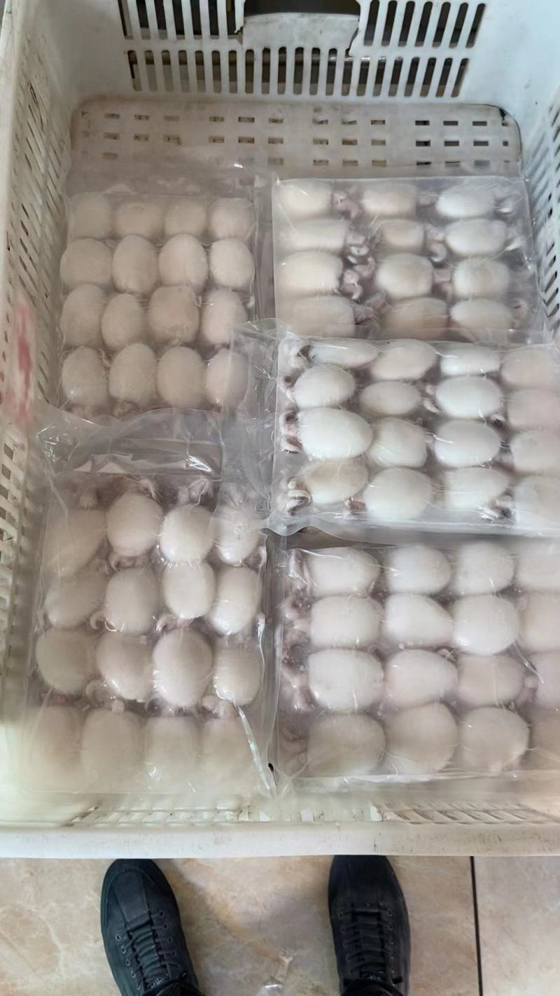 墨鱼仔，酒店排挡美食城，厂家直供，量大可议价，欢迎致电