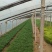 波斯菊耐寒颜色鲜艳花海公园花镜伟荣花卉宿根地被