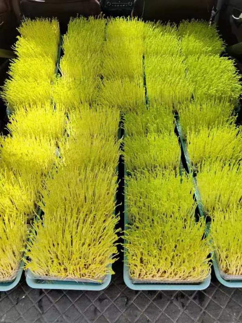 优质豌豆苗水培花生芽厂家发货保质保量欢迎电话联