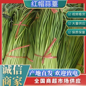 山东红帽蒜苔早熟蒜苔产地直供价格便宜实力配资