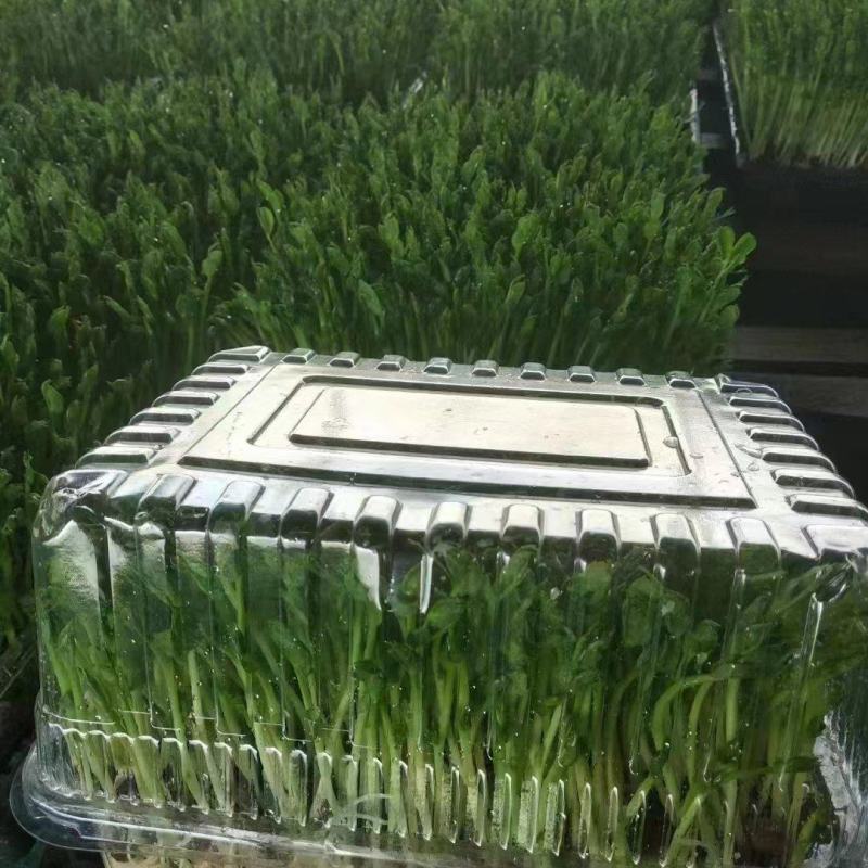 【精品】豌豆苗水培芽苗盒装精品豌豆苗长期有货