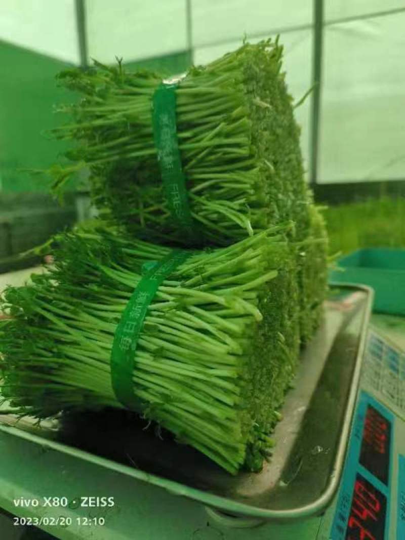 【精品】豌豆苗水培芽苗盒装精品豌豆苗长期有货