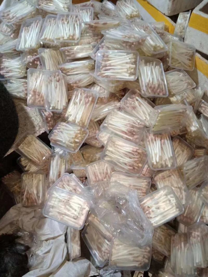 【精品】豌豆苗水培芽苗盒装精品豌豆苗长期有货