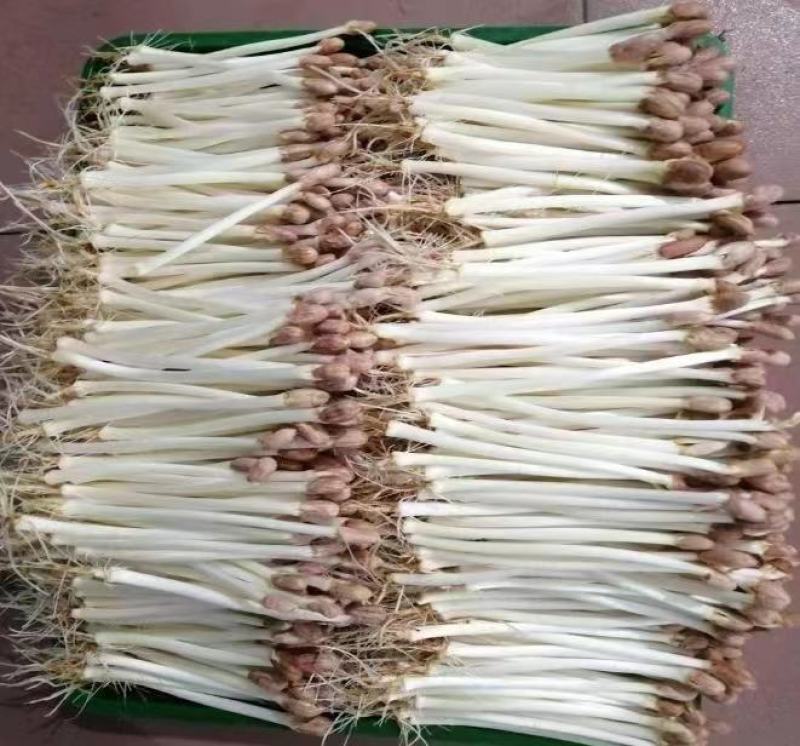 【精品】豌豆苗水培芽苗盒装精品豌豆苗长期有货