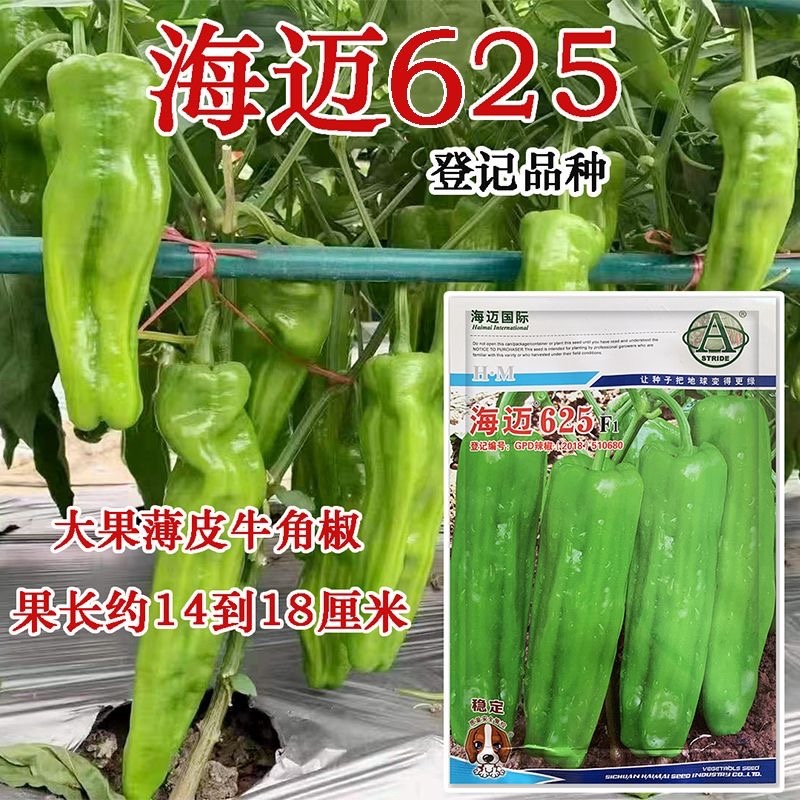 薄皮椒种子海迈薄皮椒品种海迈623海迈625薄皮品种种子