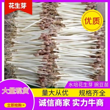 花生芽优质花生芽水培花生芽盒装花生芽培育基地