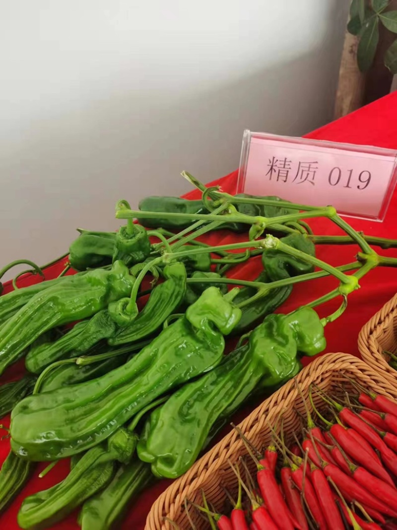 大家族精质018大果薄皮泡椒种子品种杂交一代黄绿皮品种