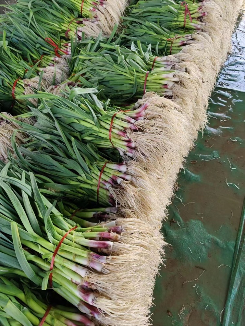 【热卖】蒜苗江苏徐州红根蒜苗净货水洗毛货加工市场对接