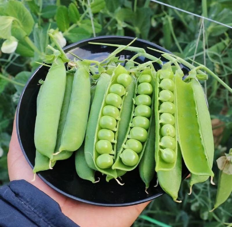 新鲜长寿仁豌豆荚嫩豌豆角甜豌豆粒中青豌豆荚弯豆米粒