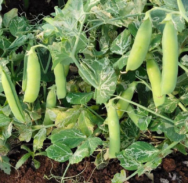 新鲜长寿仁豌豆荚嫩豌豆角甜豌豆粒中青豌豆荚弯豆米粒